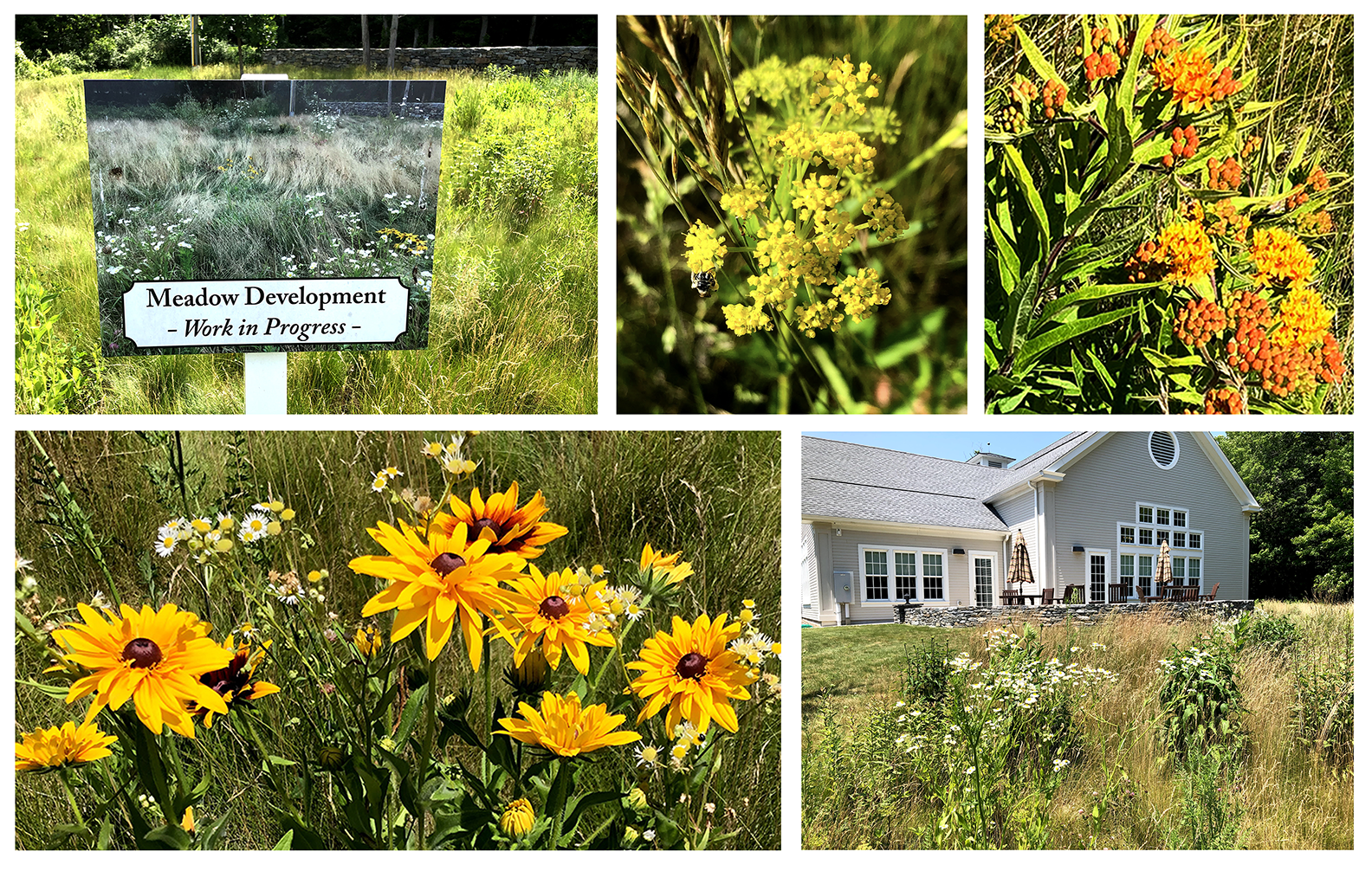Read more about the article Overview of the Meadow at the Lyme Public LIbrary