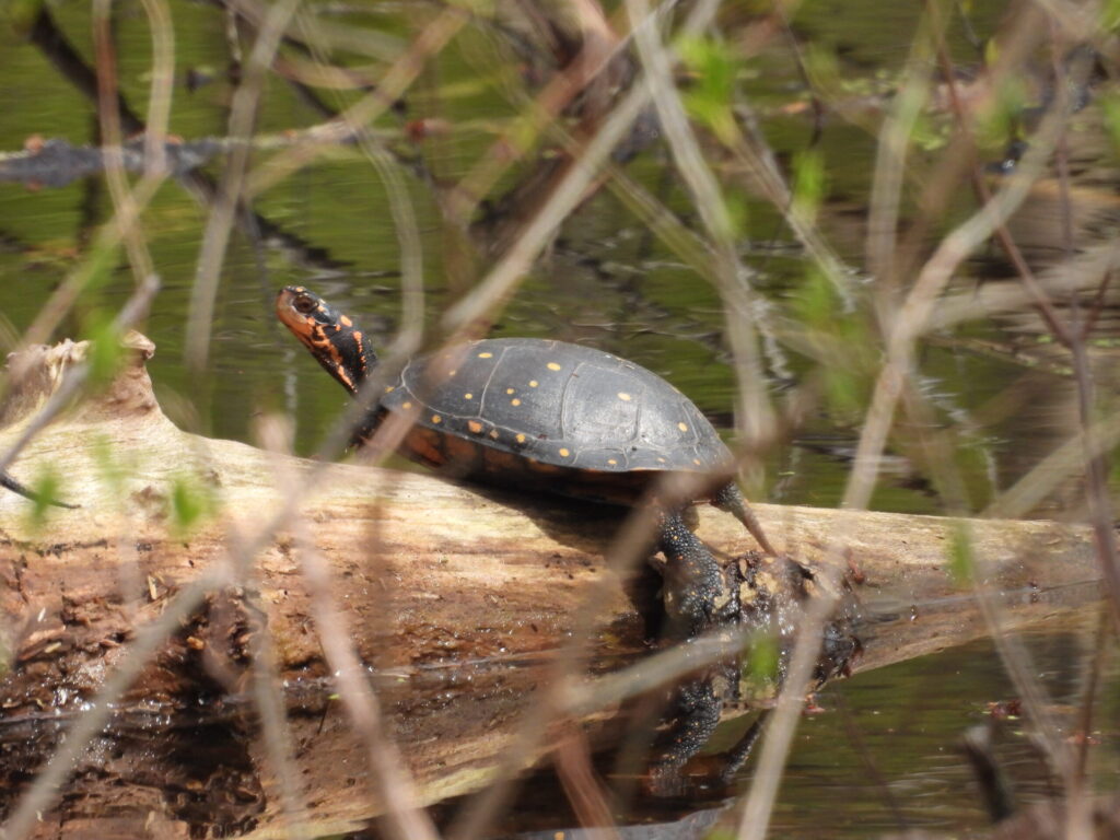 Springtime Basking- Spotted Turtle by Lisa Sanders