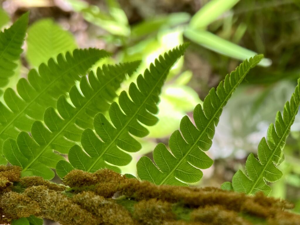 Cinnamon Fern by Birgit Musheno Banningwood Preserve