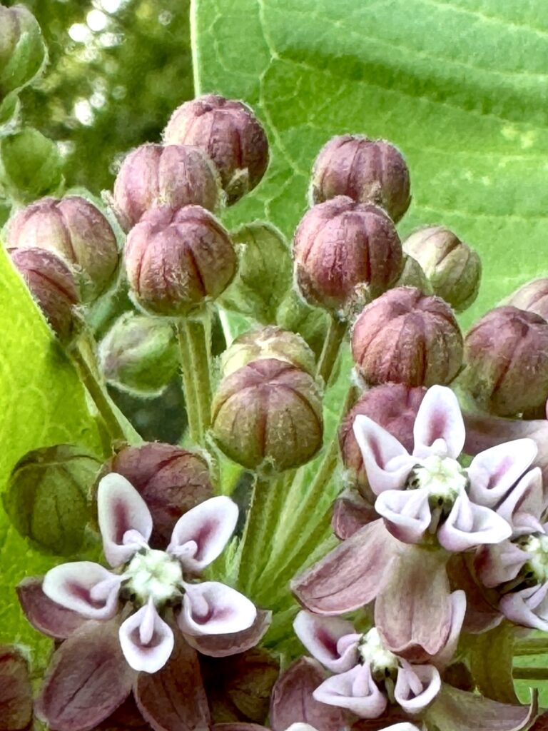 Asclepias by Kent Girty Private Pollinator Garden